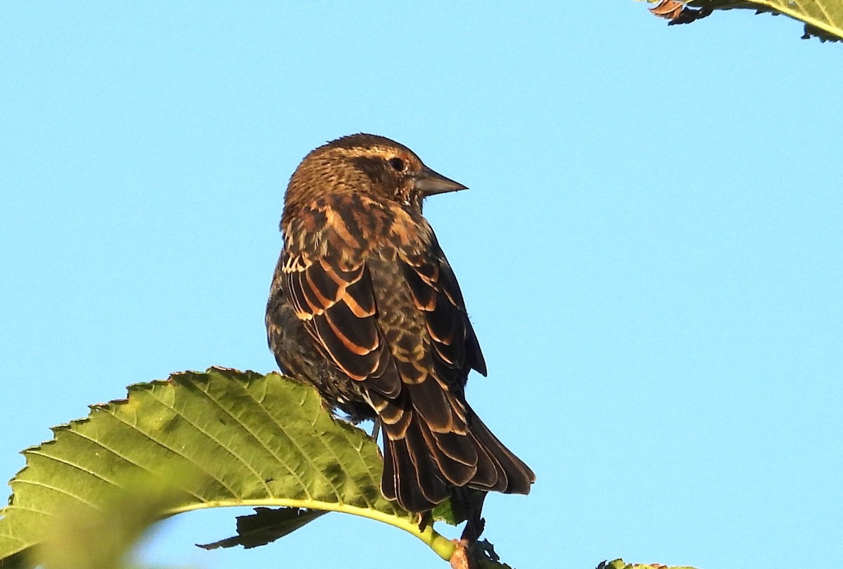 Red-winged Blackbird (Red-winged) - ML642829222
