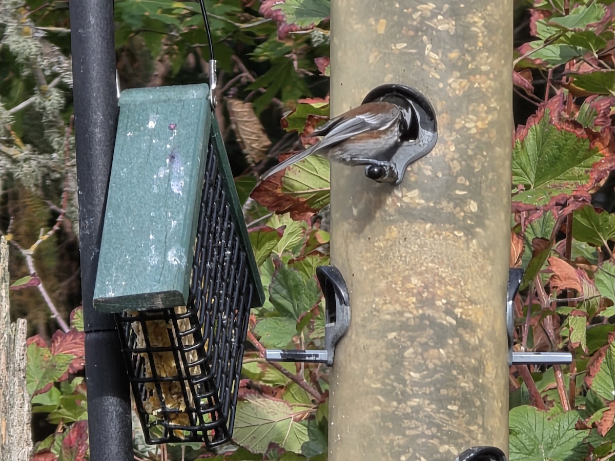 Chestnut-backed Chickadee - ML642829223