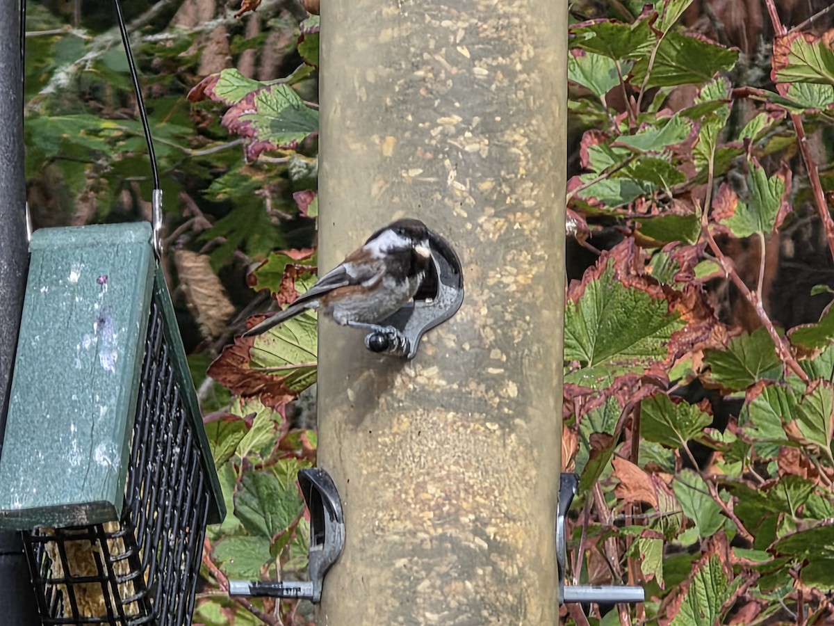 Chestnut-backed Chickadee - ML642829224