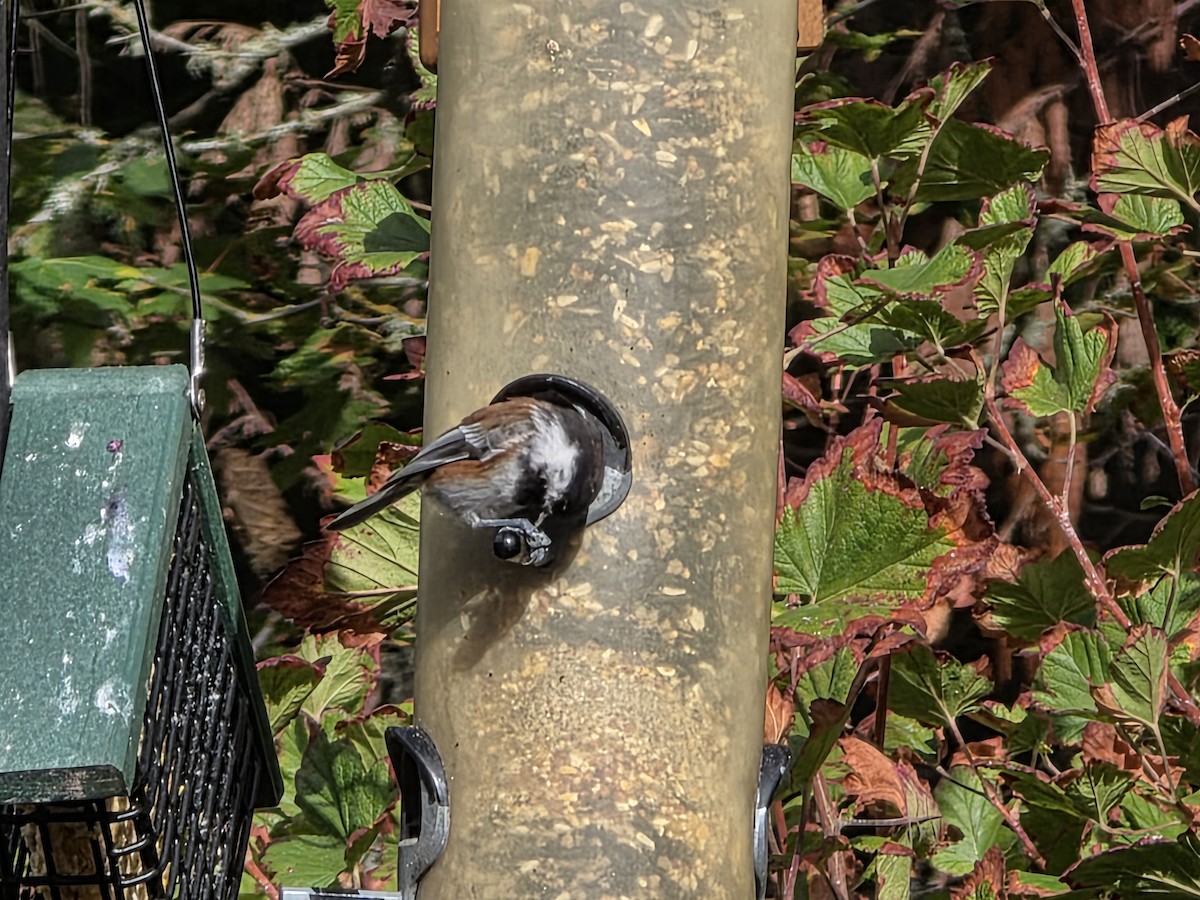 Chestnut-backed Chickadee - ML642829225