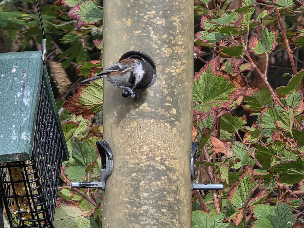 Chestnut-backed Chickadee - ML642829226