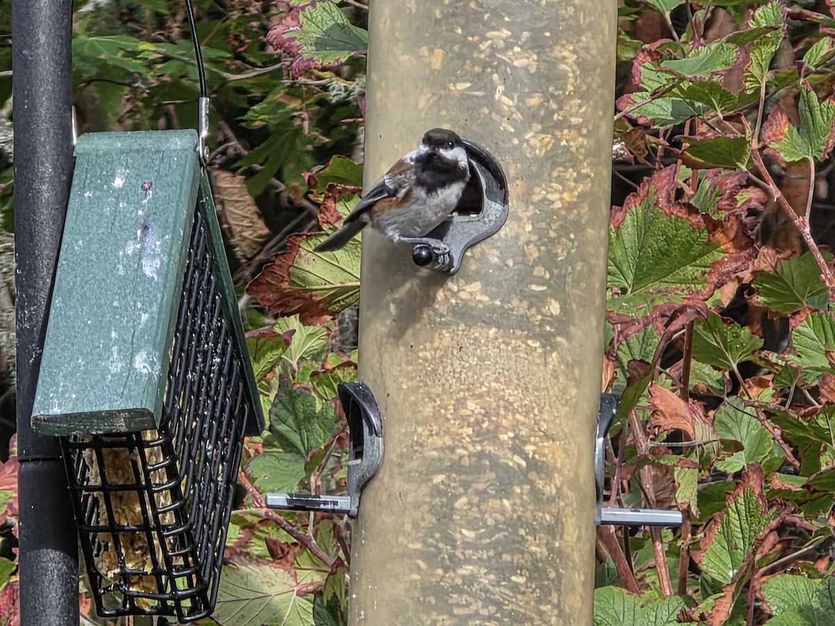 Chestnut-backed Chickadee - ML642829227