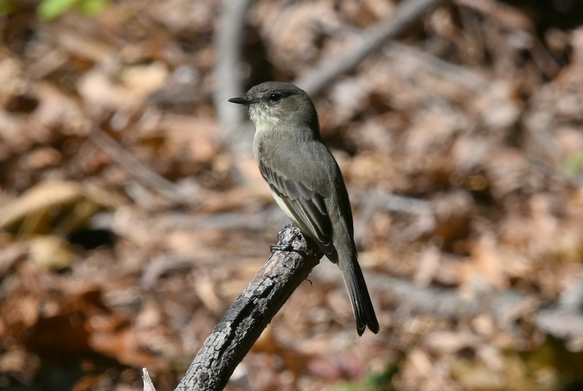 Eastern Phoebe - ML642829228