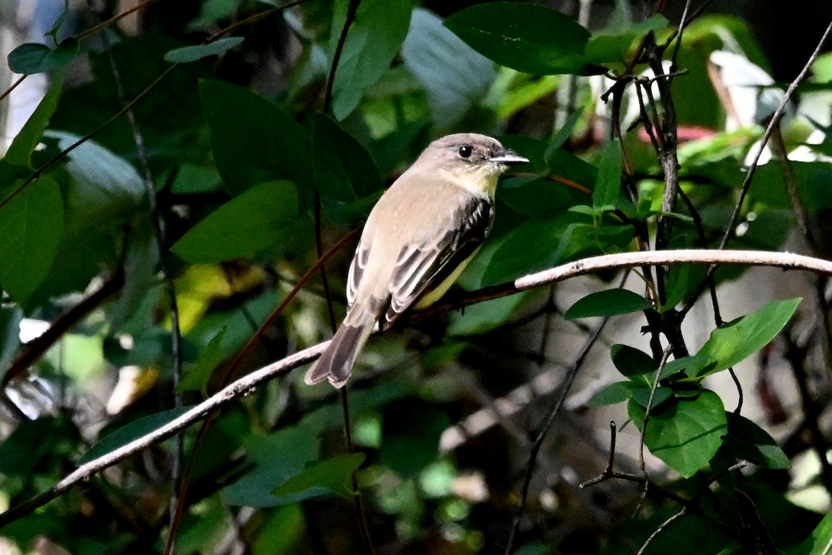 Eastern Phoebe - ML642829229