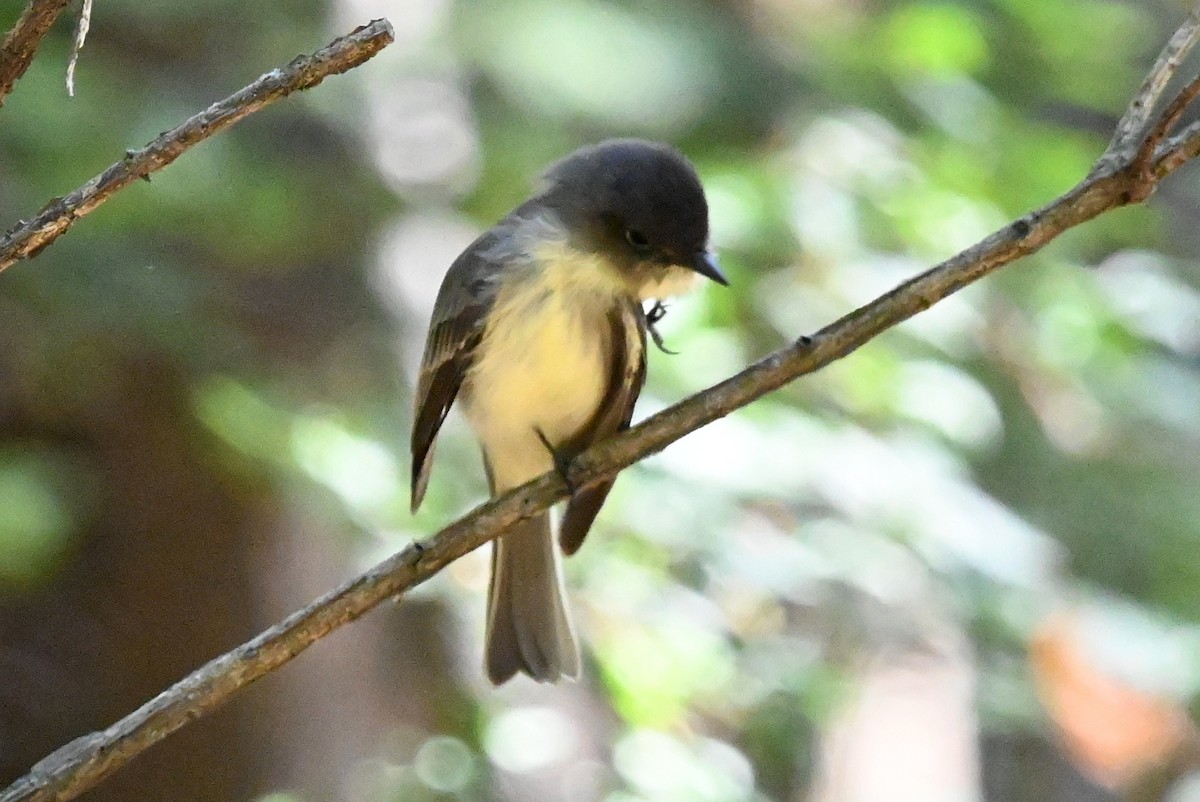 Eastern Phoebe - ML642829230