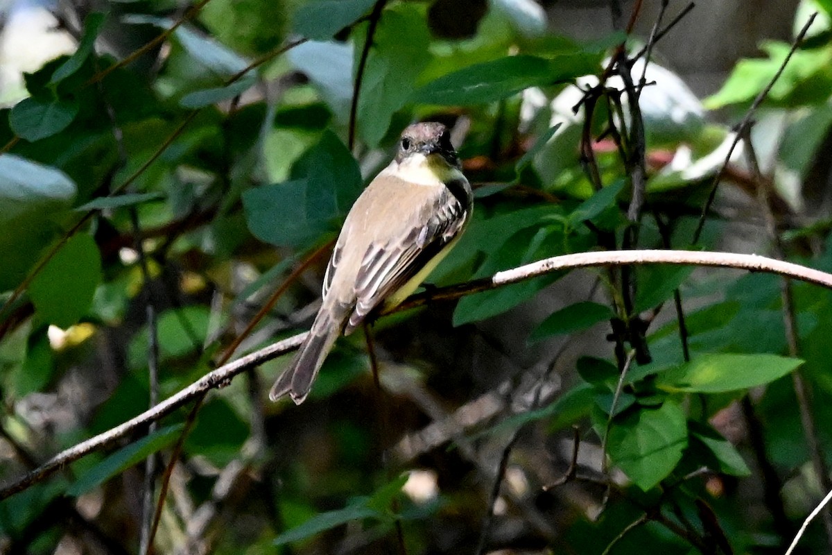 Eastern Phoebe - ML642829231