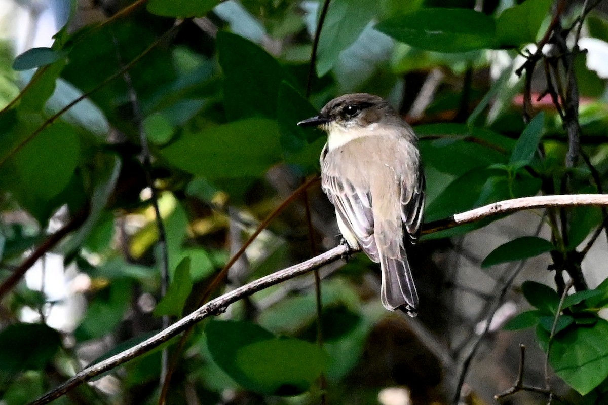 Eastern Phoebe - ML642829232
