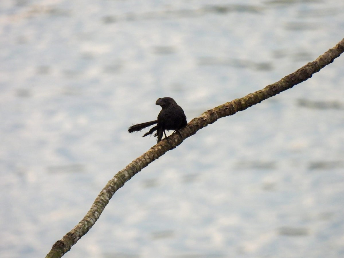Smooth-billed Ani - ML642829234