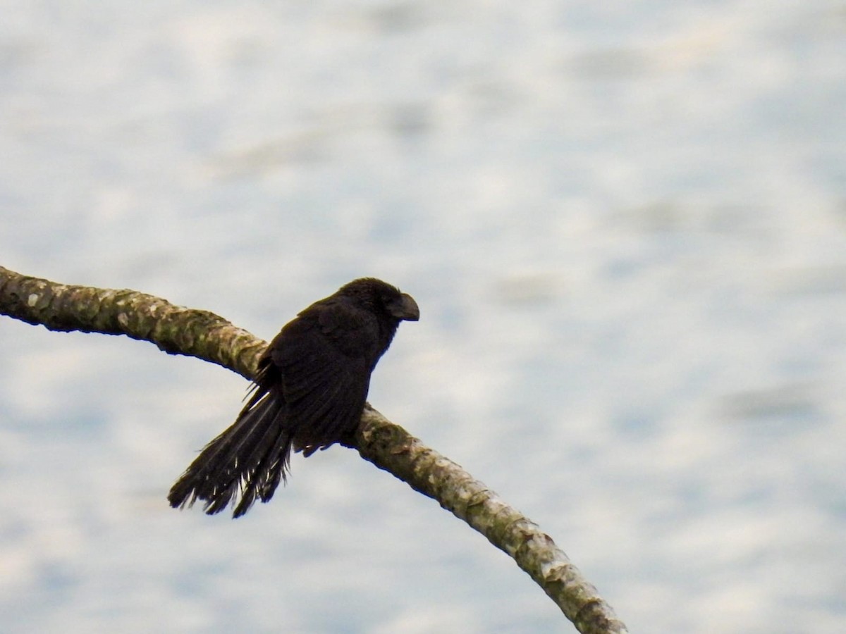 Smooth-billed Ani - ML642829235