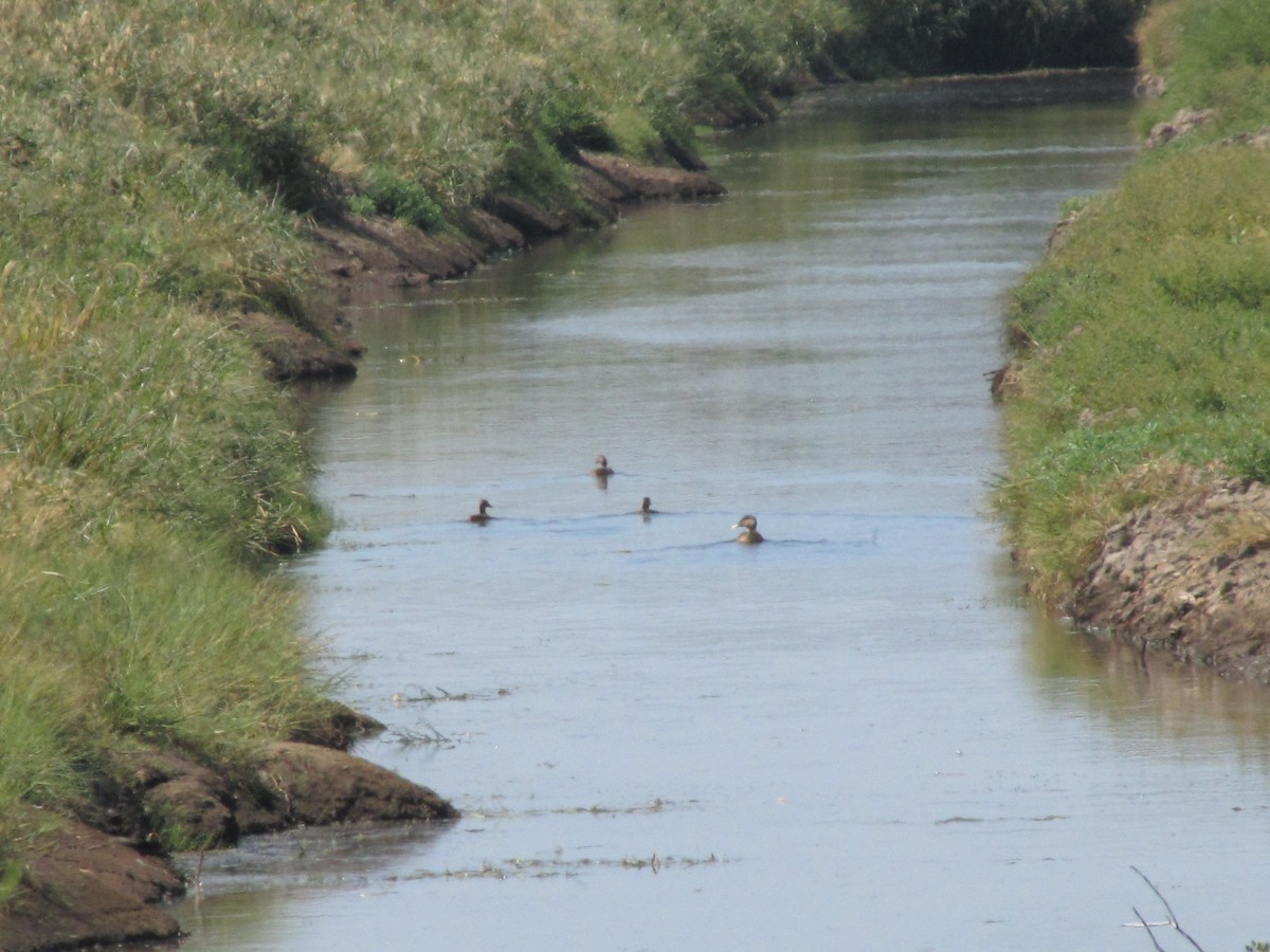 American Black Duck - ML642829245