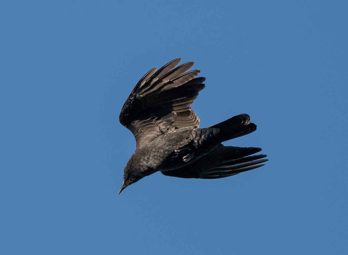 American Crow - ML642829246