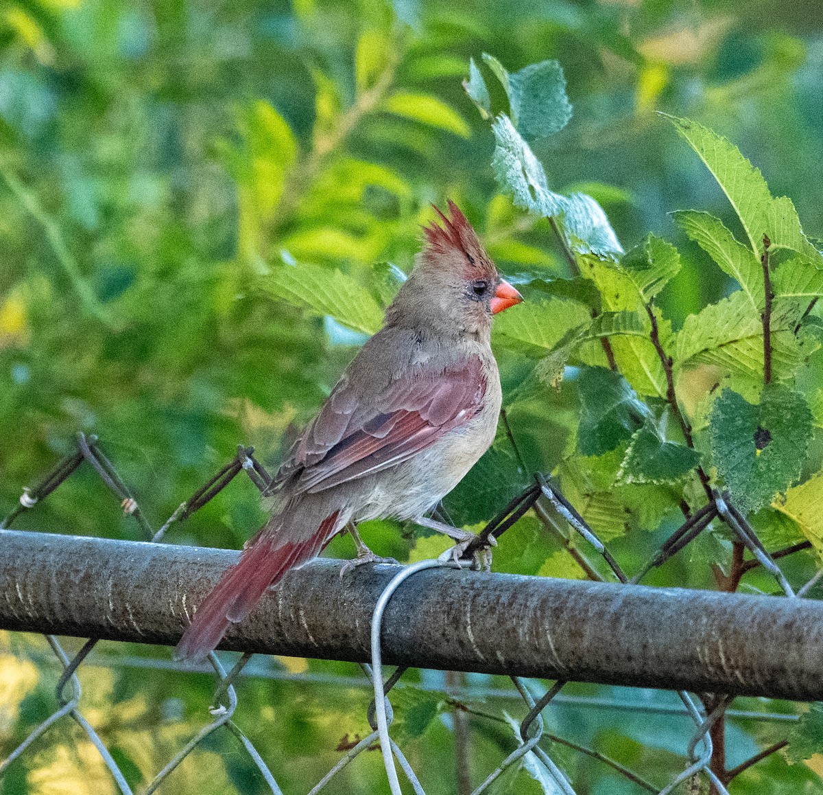 Cardinal rouge - ML642829250