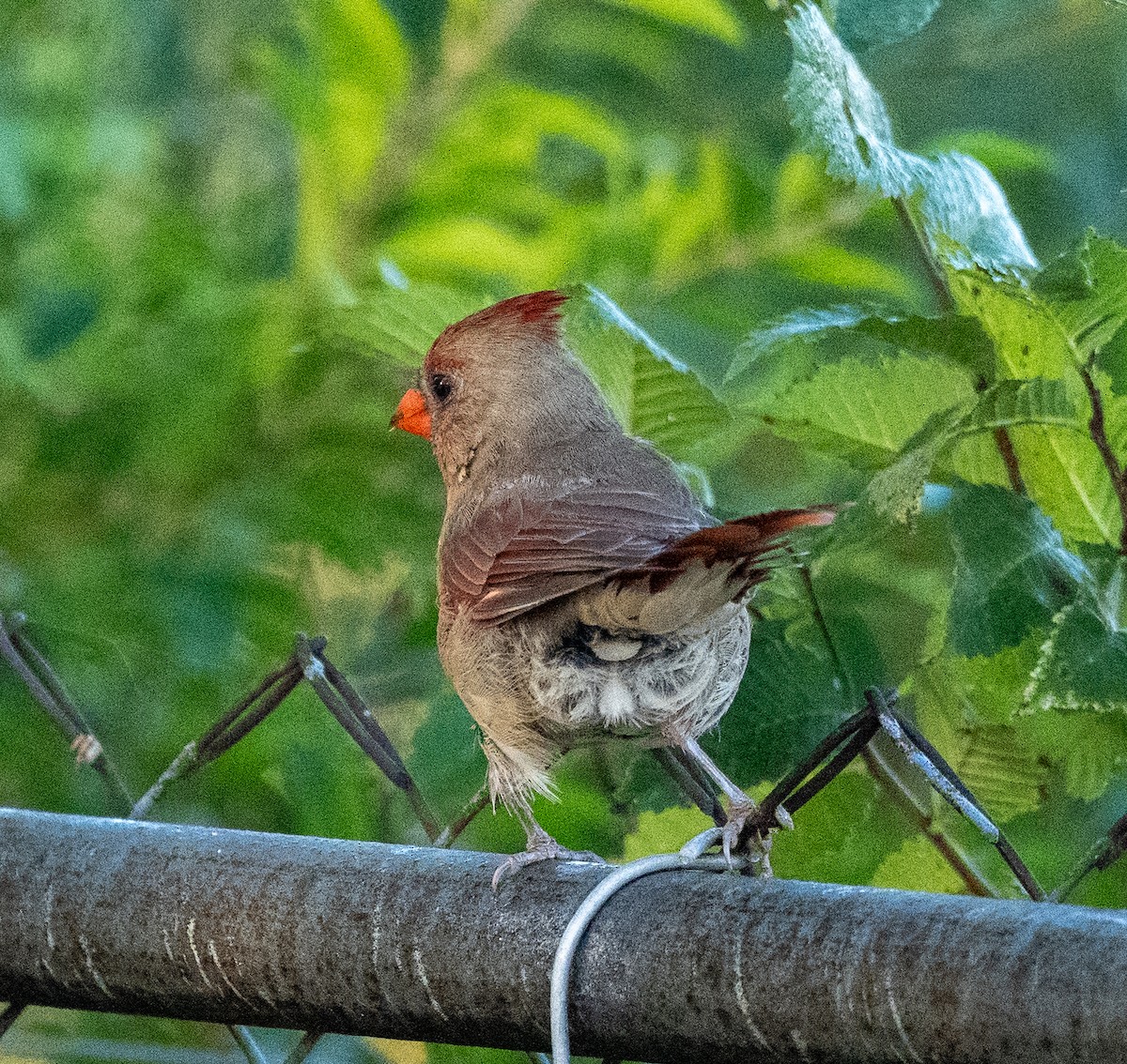 Cardinal rouge - ML642829251