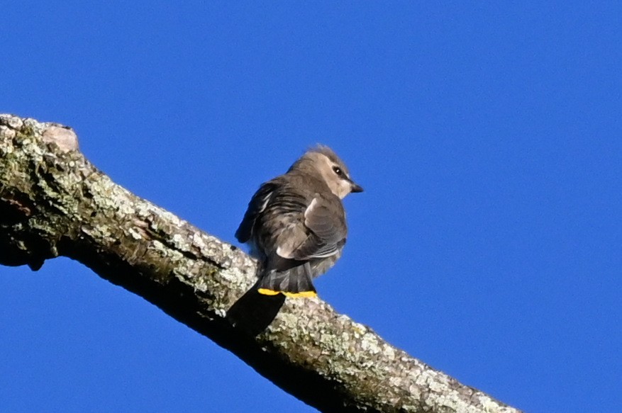 Cedar Waxwing - ML642829259