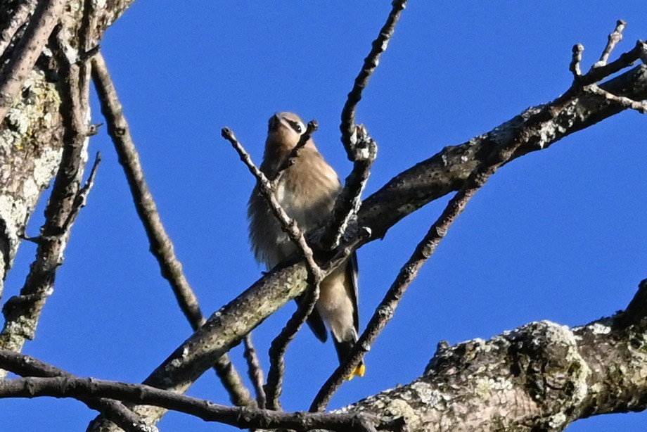 Cedar Waxwing - ML642829260