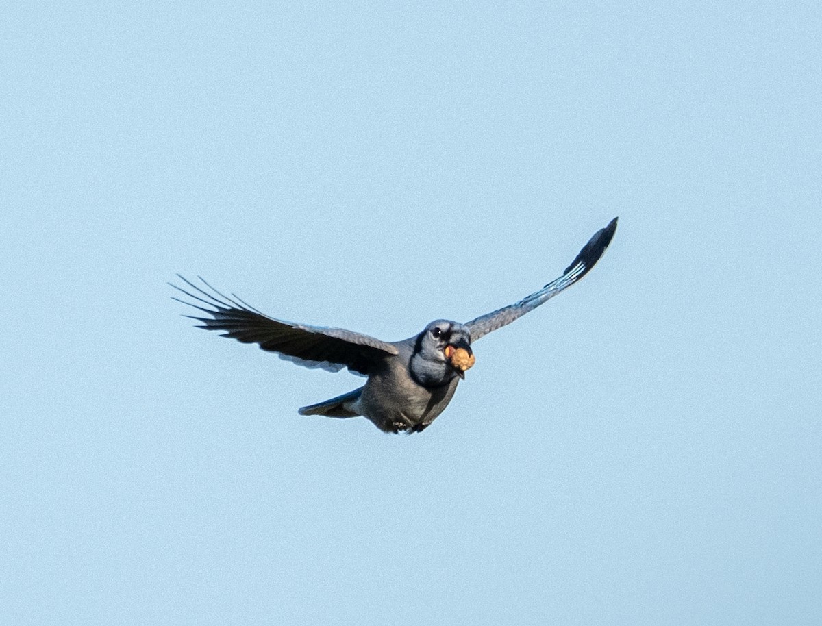 Blue Jay - ML642829261