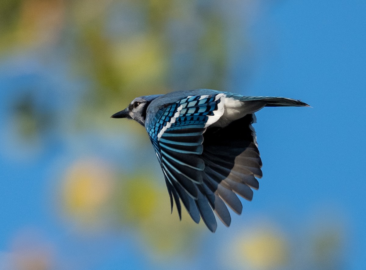 Blue Jay - ML642829273