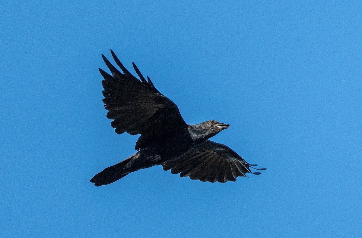 American Crow - ML642829278