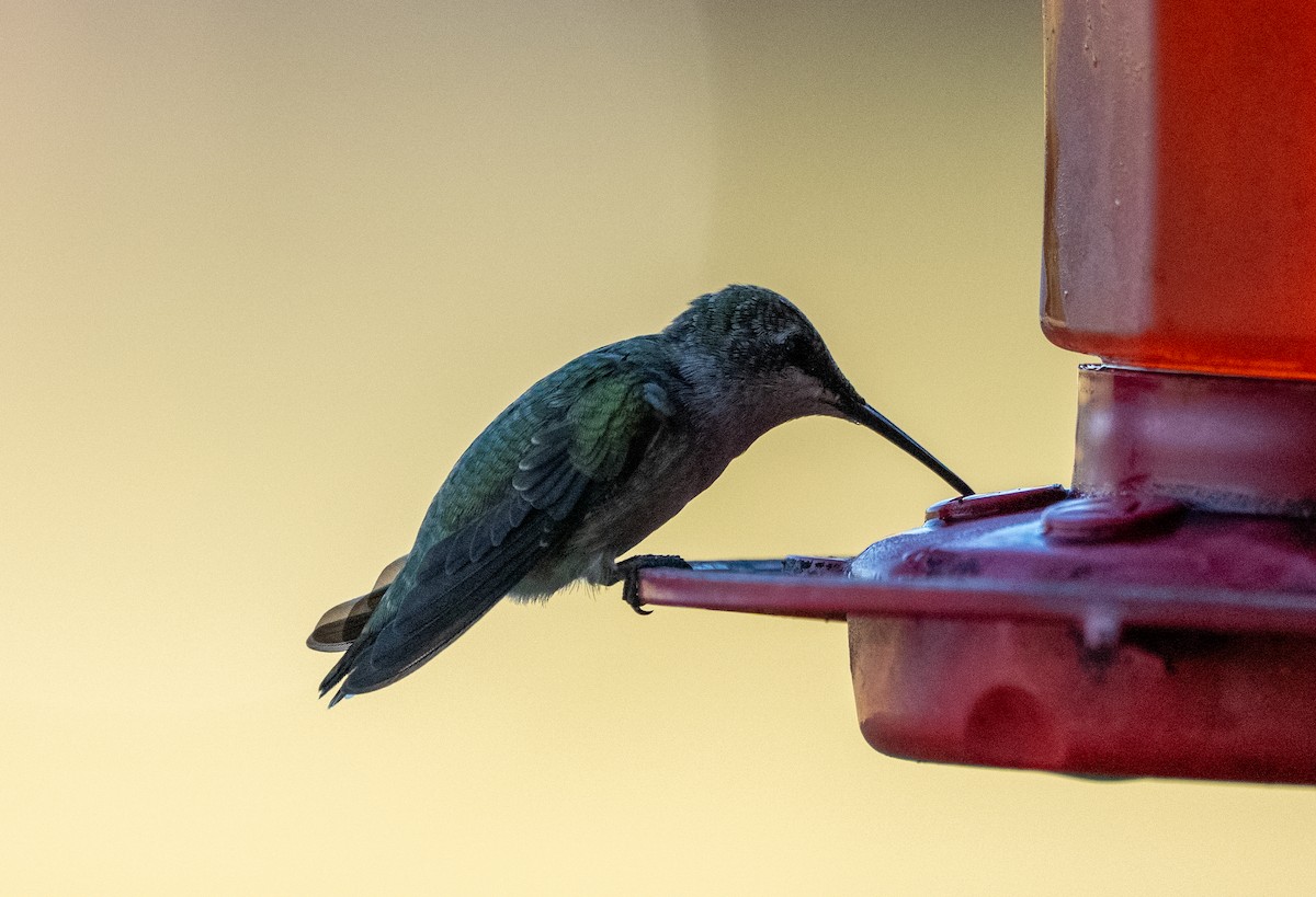Ruby-throated Hummingbird - ML642829281