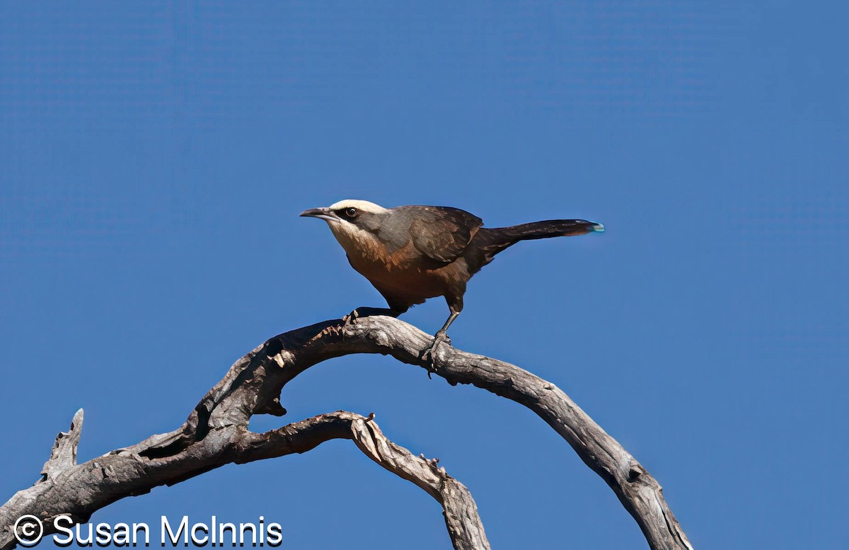Gray-crowned Babbler - ML642829282