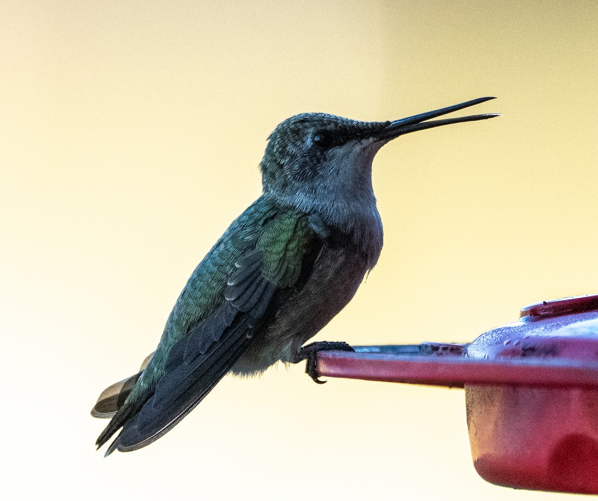 Ruby-throated Hummingbird - ML642829284