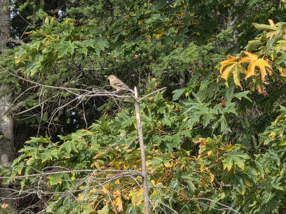 gulstillits - ML642829287