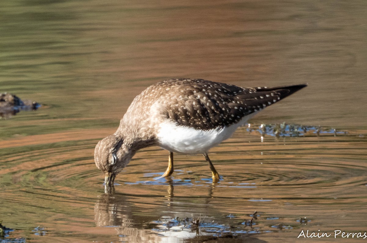eremittsnipe - ML642829312