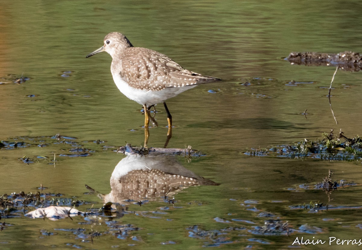 eremittsnipe - ML642829313