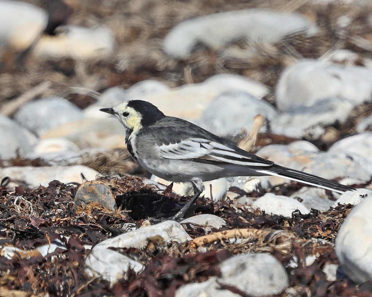 White Wagtail - ML642829329