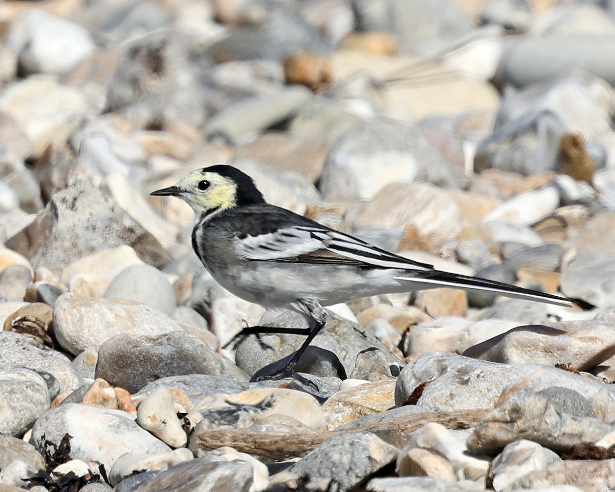 White Wagtail - ML642829332