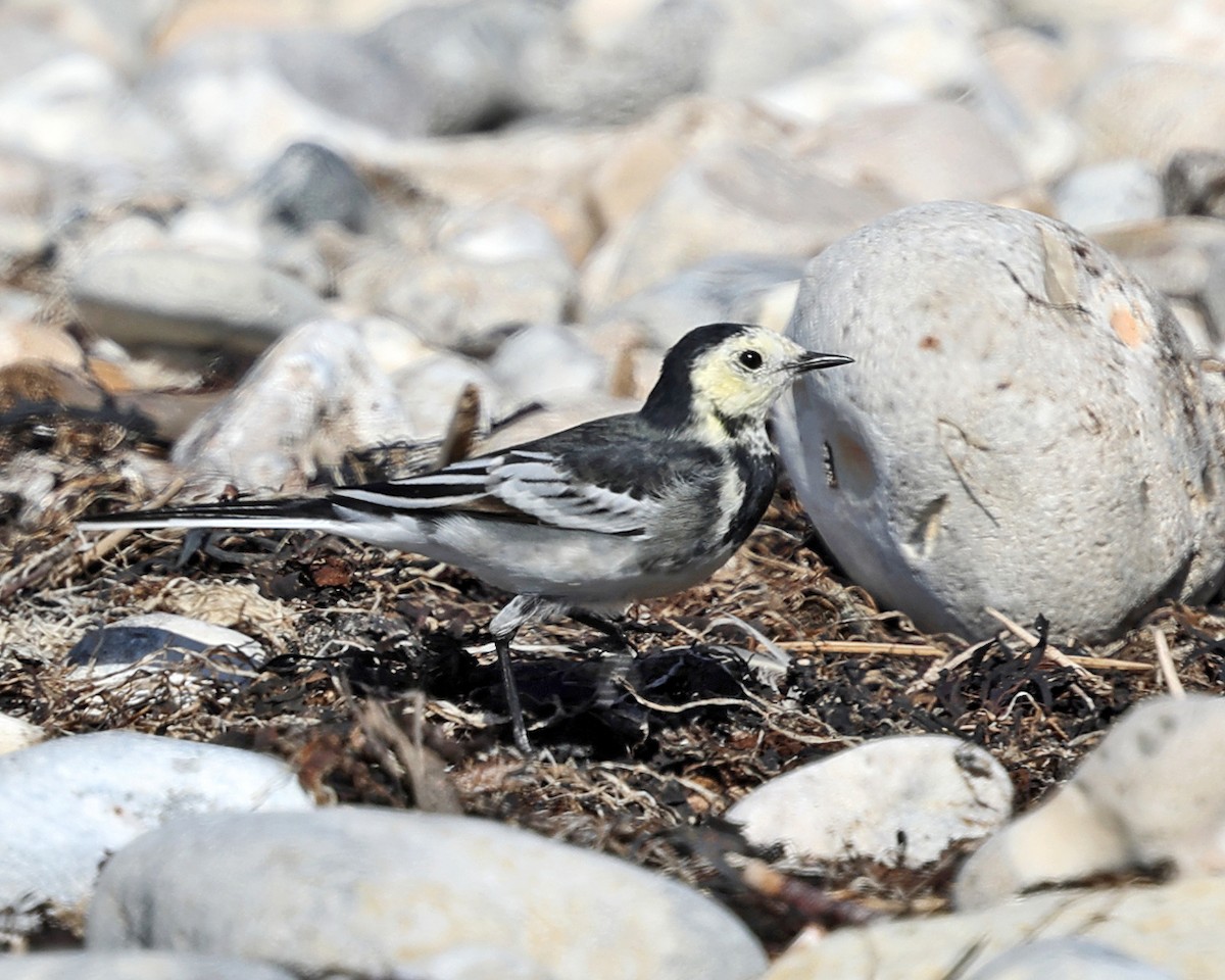 White Wagtail - ML642829334
