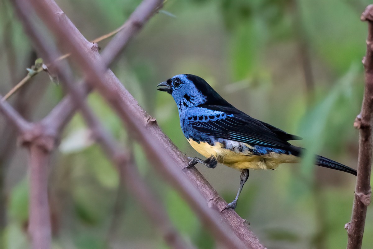 Turquoise Tanager - ML642829336