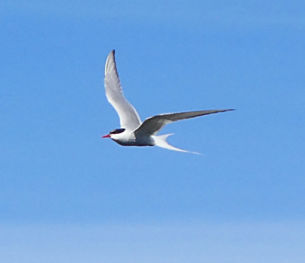 Arctic Tern - ML642829340