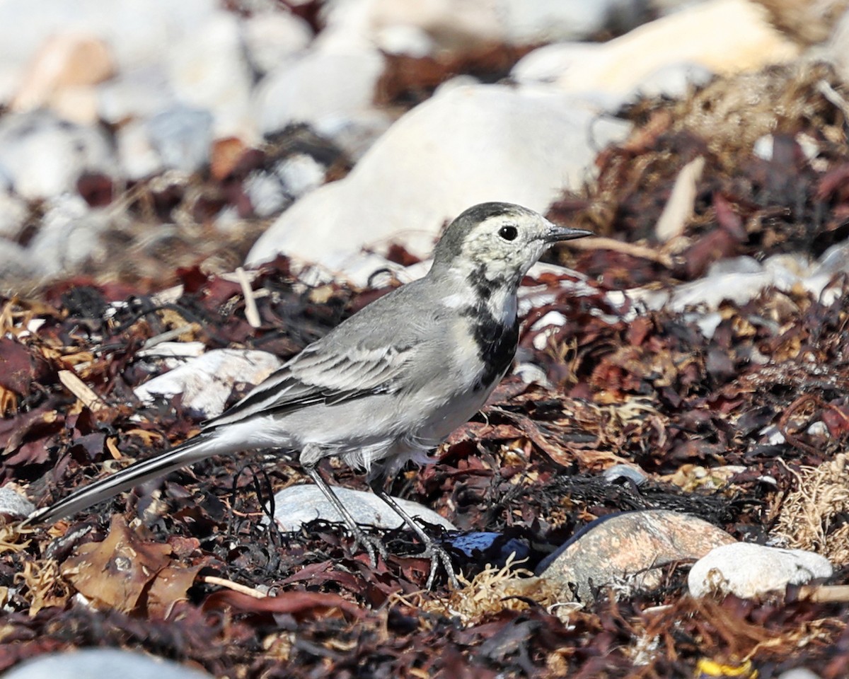White Wagtail - ML642829344
