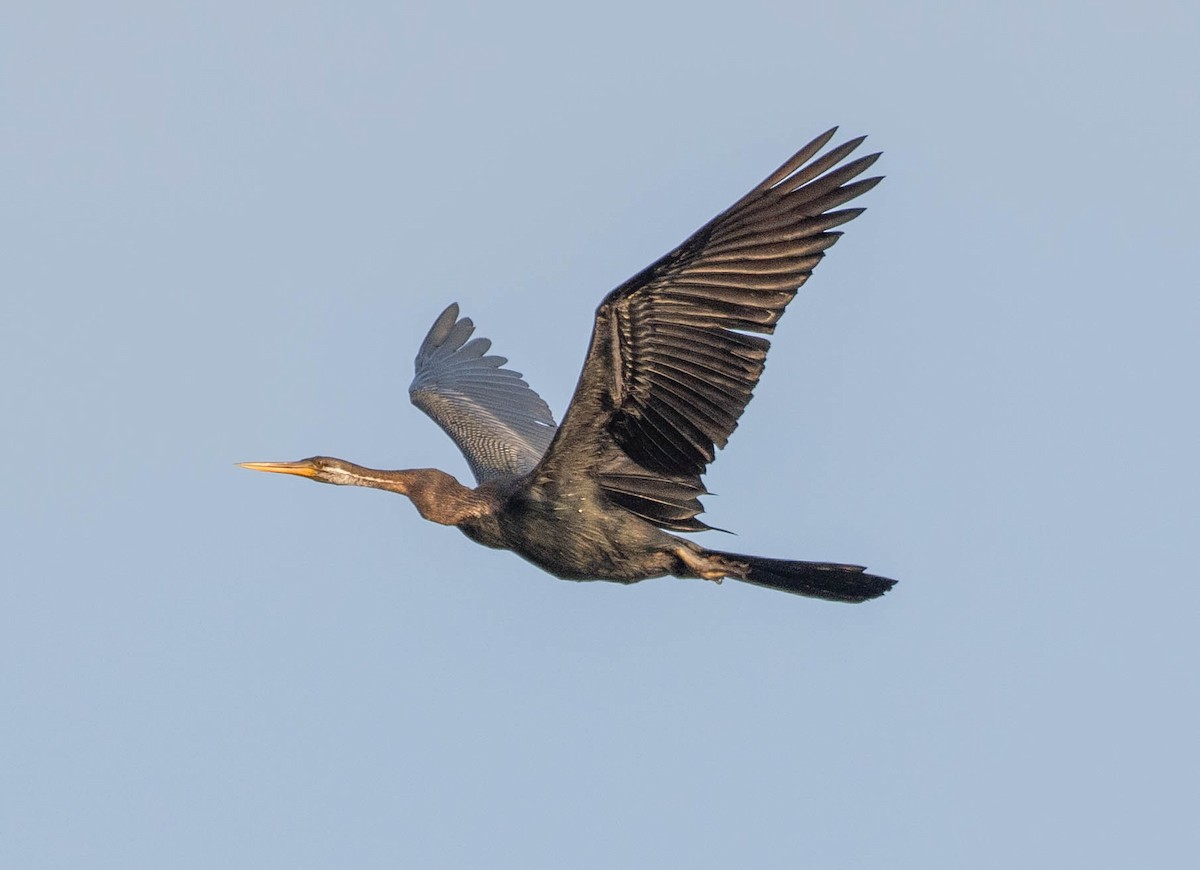 Anhinga asiarra - ML642829345