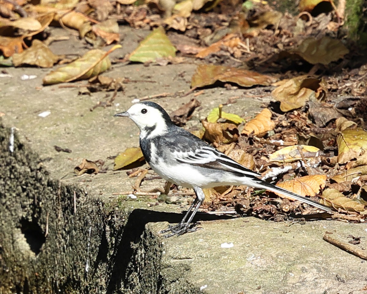 White Wagtail - ML642829348
