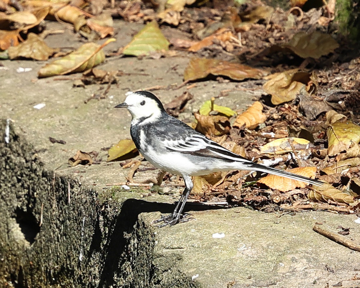 White Wagtail - ML642829351