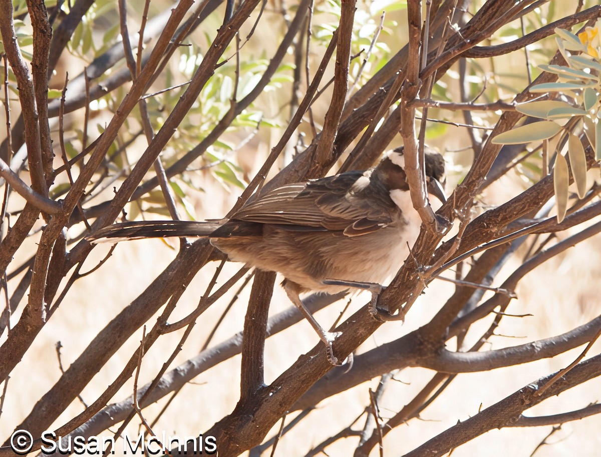 White-browed Babbler - ML642829361