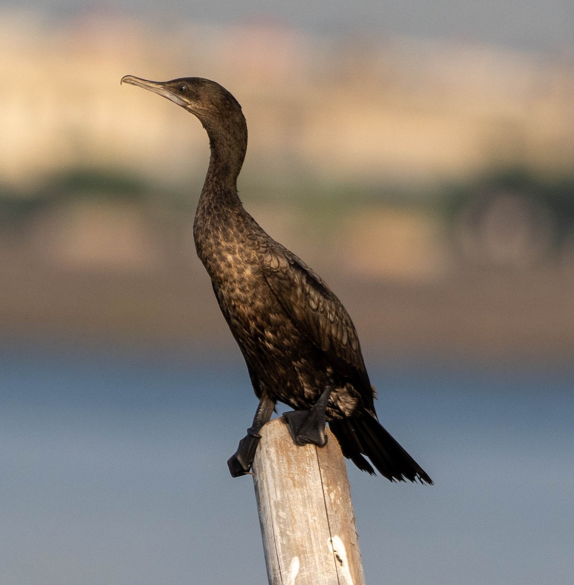 Little Black Cormorant - ML642829362