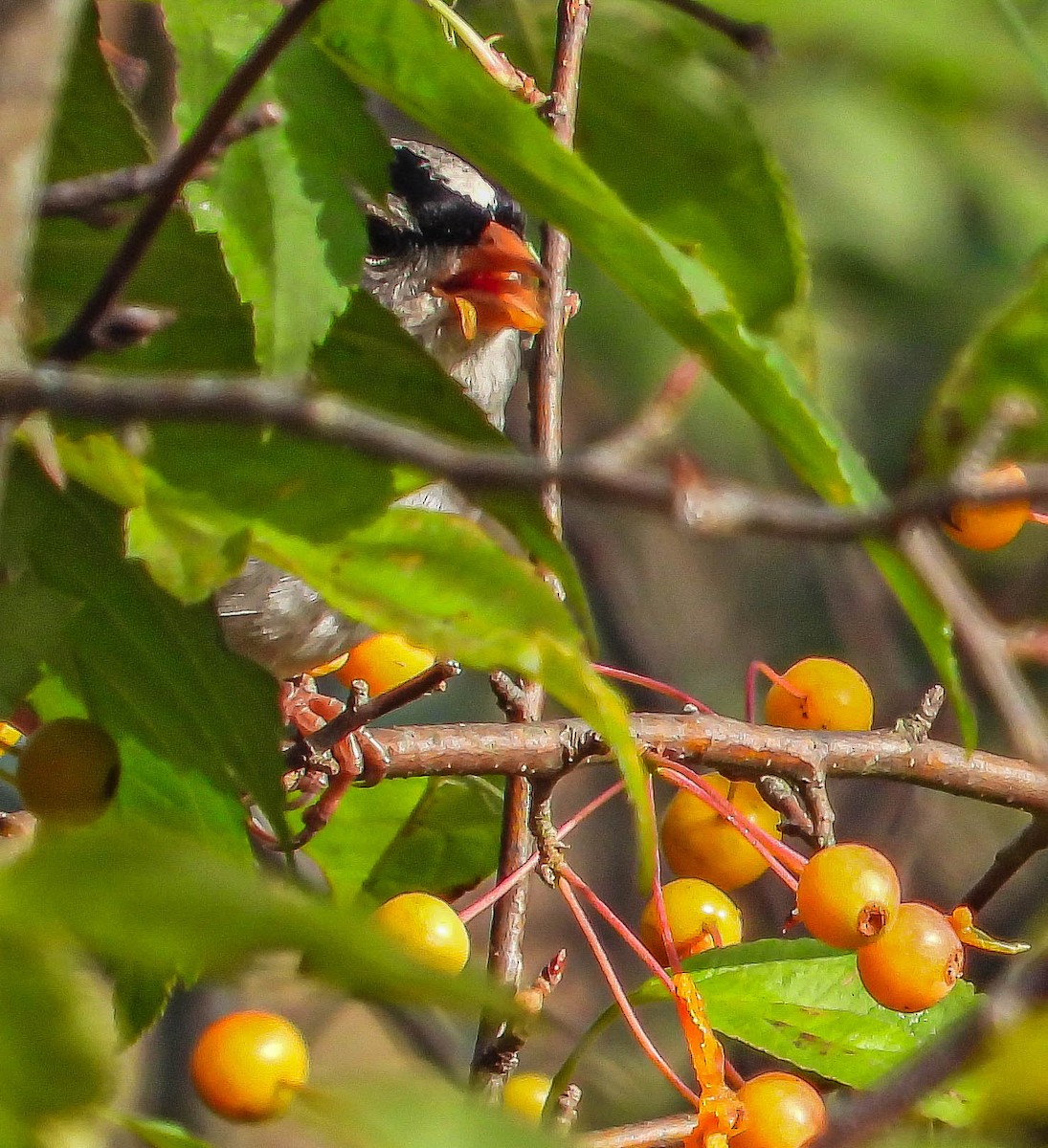 White-crowned Sparrow - ML642829365