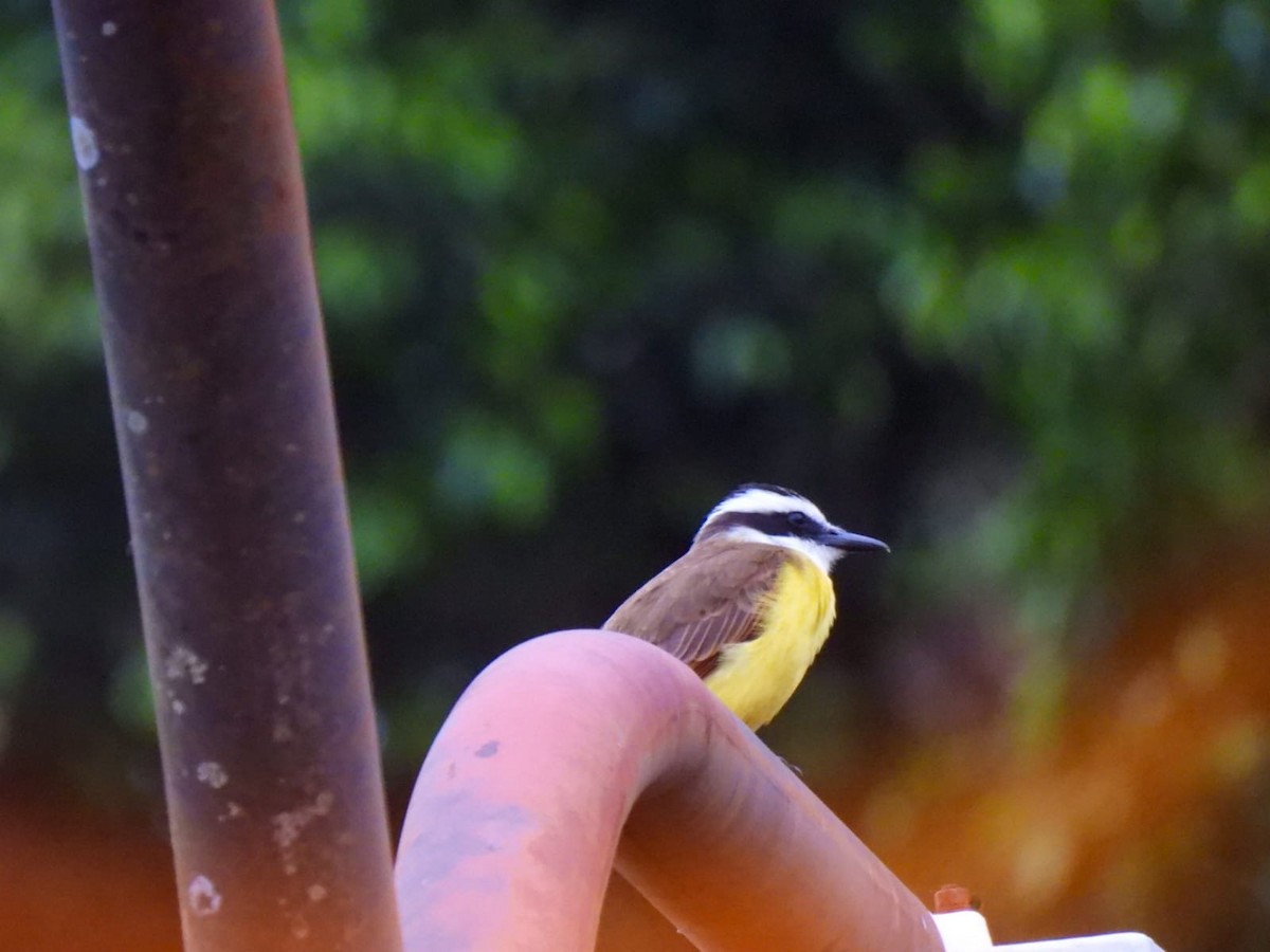 Bananaquit - ML642829367