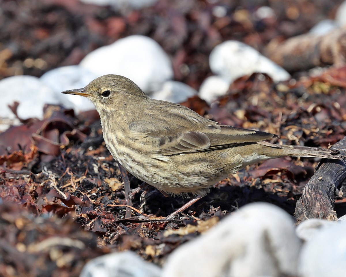 Rock Pipit - ML642829371