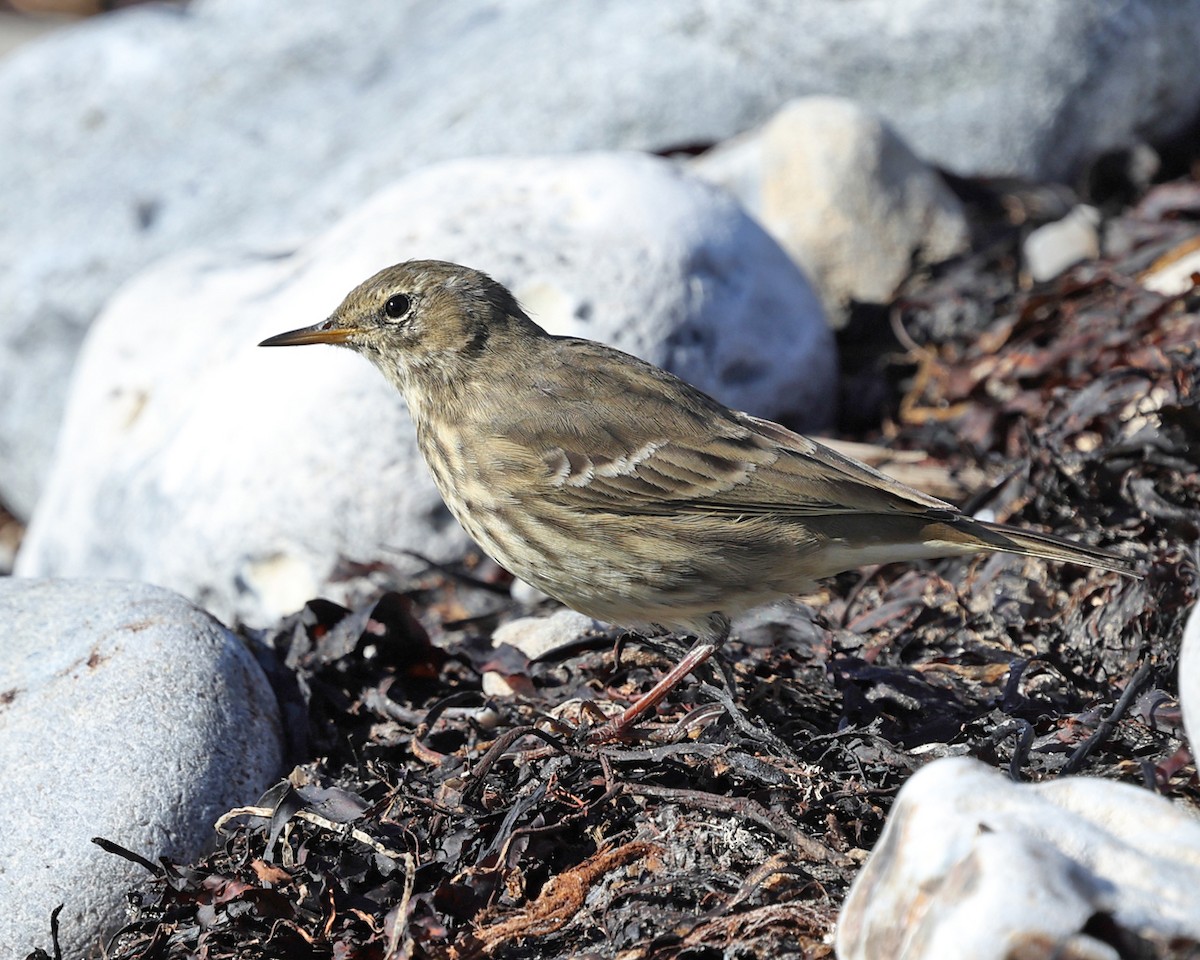 Rock Pipit - ML642829377