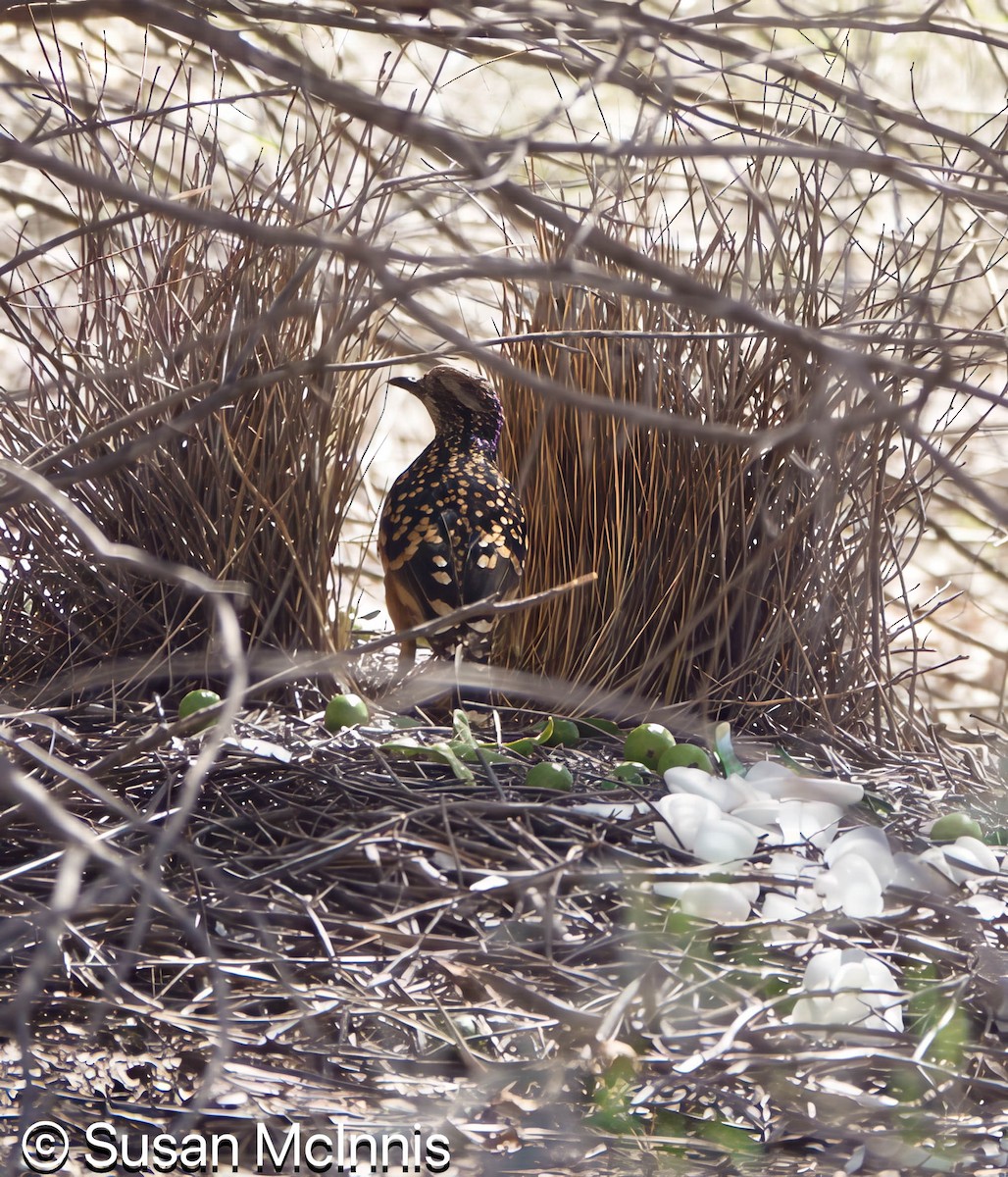 Western Bowerbird - ML642829381