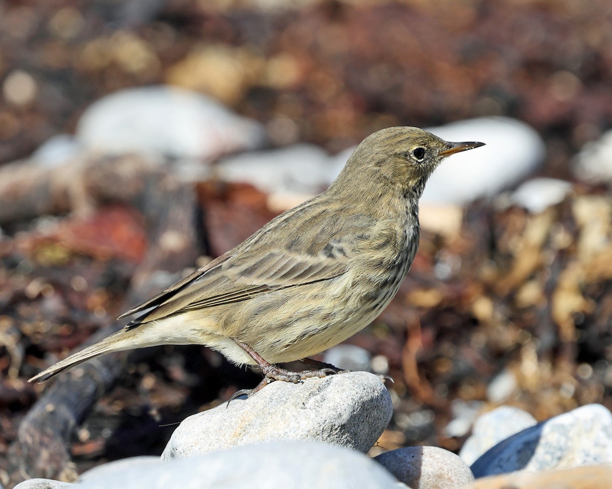 Rock Pipit - ML642829383