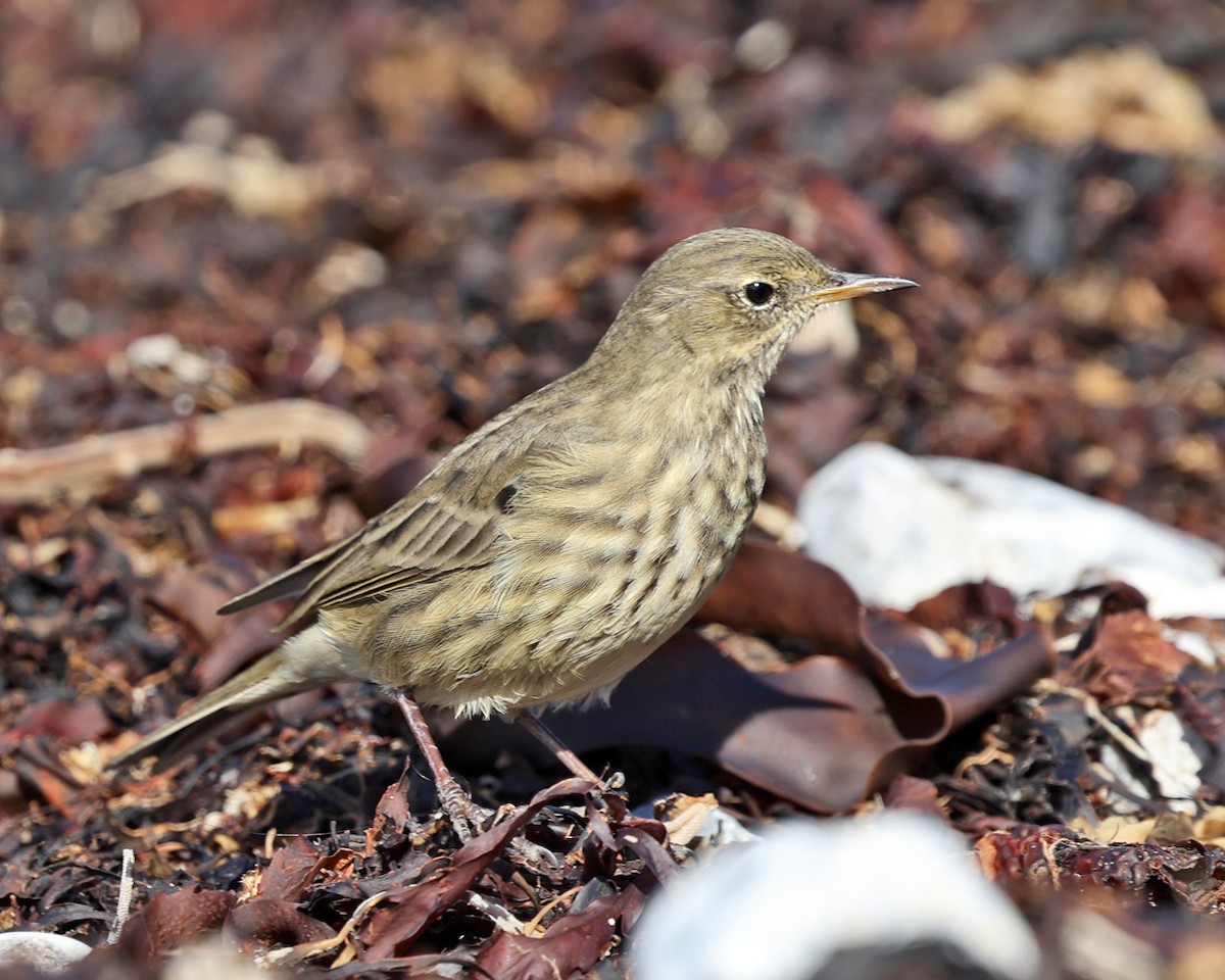 Rock Pipit - ML642829384