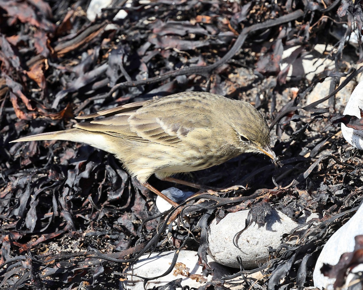 Rock Pipit - ML642829386