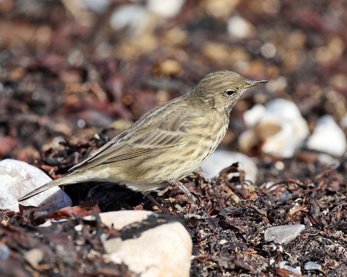 Rock Pipit - ML642829390