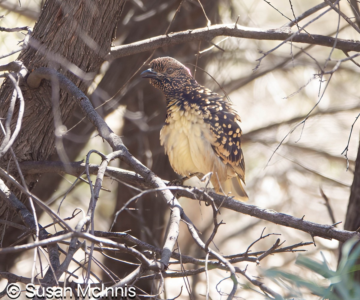 Western Bowerbird - ML642829394