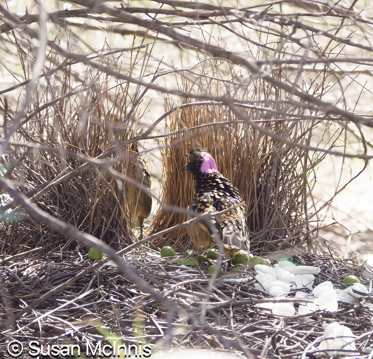 Western Bowerbird - ML642829404